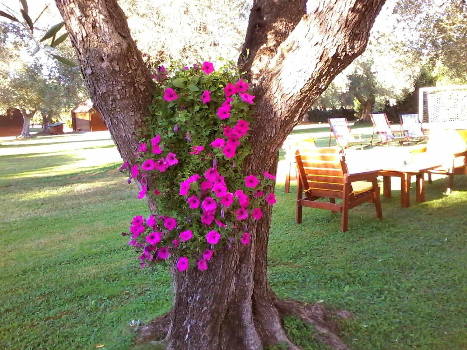 Bed & Breakfast Nuraghe Bianco